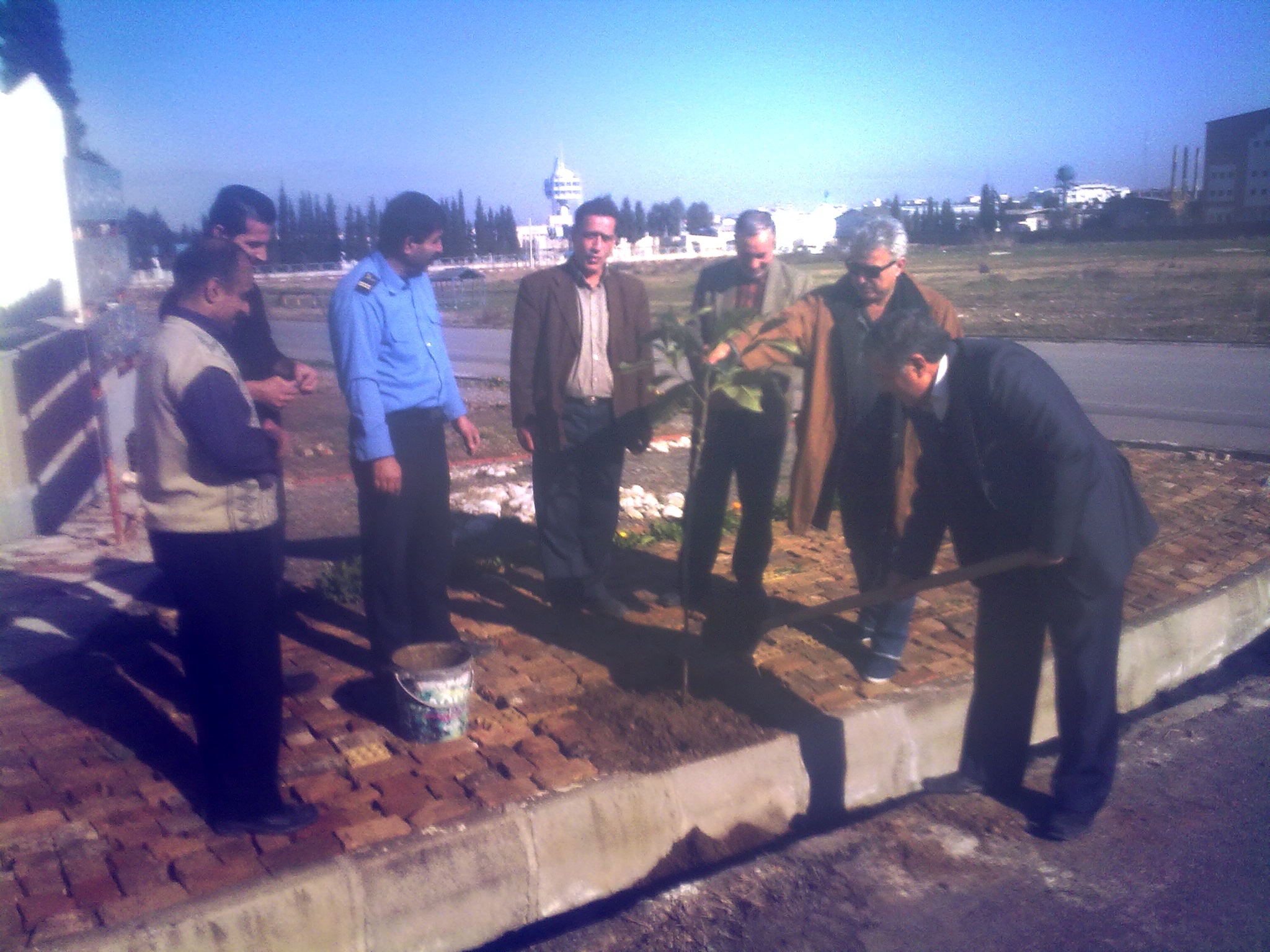 درخت کاری
